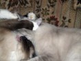 /album/fenykepgaleria/ragdoll-love-6-jpg/